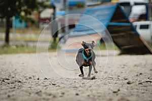Cute miniature pinscher dog is running and jumping on the sand on the training ground
