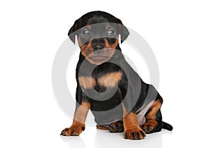 Cute Miniature Pinscher puppy