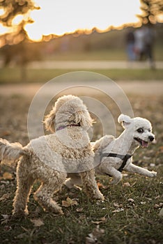 Cute miniature poodles playing in the park