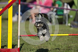 Cute Miniature Schnauzer jumping over agility hurdle on competition