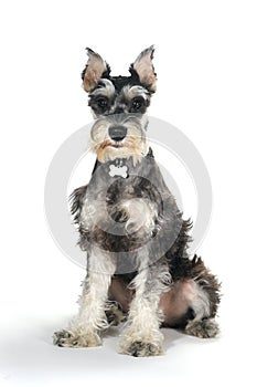 Cute Miniature Schnauzer Puppy Dog on White Background