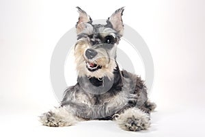 Cute Miniature Schnauzer Puppy Dog on White Background