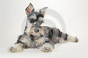 Cute Miniature Schnauzer Puppy Dog on White Background