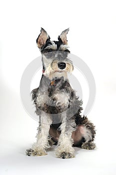 Cute Miniature Schnauzer Puppy Dog on White Background