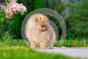 Cute miniature spitz puppy