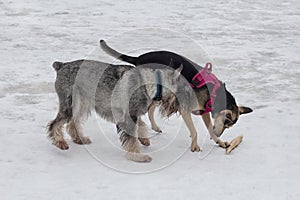 Cute mittelschnauzer and multibred dog are playing on a white snow in the winter park. Pet animals