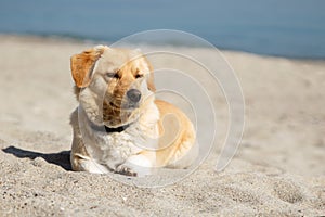 Cute mix breed dog lying on the beach with closed eyes from pleasure of the sun and the warm weather. Copy space photo