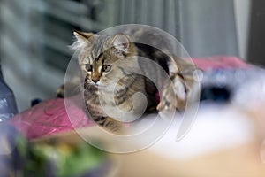 A cute mixed breed cat sitting on a soft cushion in front of the mirror.