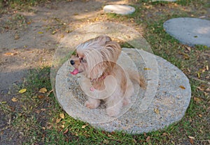 Cute Mixed Breed Dog