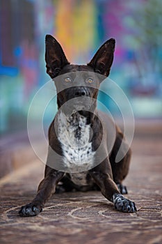 Carino misto razza il cane sul colorato 