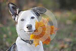 Cute mixed-breed dog holding autumn yellow leaf