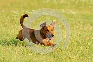 Cute mixed breed dog playing on a meadow. Age almost 2 years. Parson Jack Russell - German shepherd - Chihuahua mix