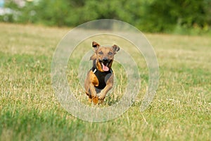 Cute mixed breed dog playing on a meadow. Age almost 2 years. Parson Jack Russell - German shepherd - Chihuahua mix