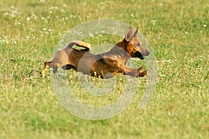 Cute mixed breed dog playing on a meadow. Age almost 2 years. Parson Jack Russell - German shepherd - Chihuahua mix