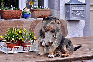 Cute mixed breed dog tricolor sitting on garden table photo