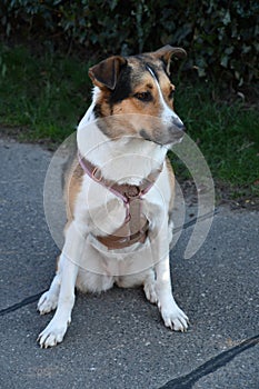 Cute mixed-breed dog waits for a walk