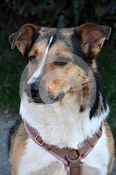 Cute mixed-breed dog waits for a walk