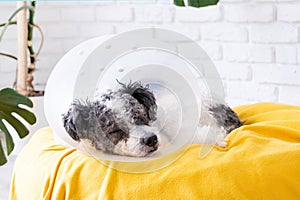 Cute mixed breed dog wearing protective cone collar after surgery, medical tools and equipment.