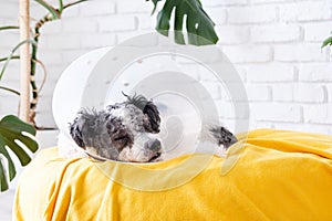 Cute mixed breed dog wearing protective cone collar after surgery, medical tools and equipment.