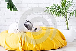 Cute mixed breed dog wearing protective cone collar after surgery, medical tools and equipment.