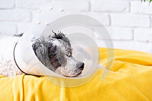 Cute mixed breed dog wearing protective cone collar after surgery, medical tools and equipment.