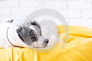 Cute mixed breed dog wearing protective cone collar after surgery, medical tools and equipment.