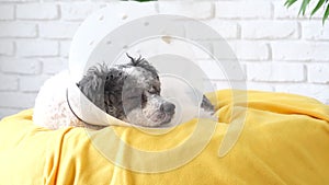 Cute mixed breed dog wearing protective cone collar after surgery, medical tools and equipment.