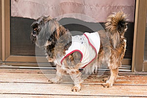 Cute mixed breed hairy small dog standing on the floor