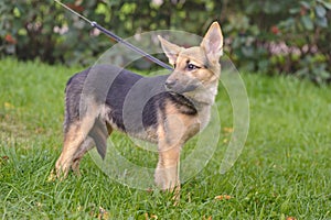 Cute mixed breed puppy portrait