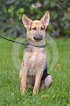 Cute mixed breed puppy portrait