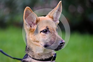 Cute mixed breed puppy portrait