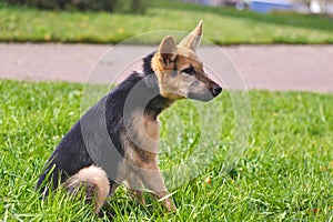 Cute mixed breed puppy portrait