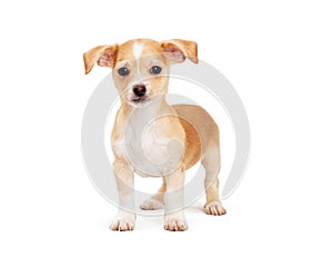 Cute mixed breed small white and brown dog isolated