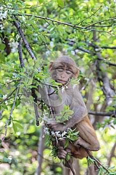 A cute, modest monkey sits on a tree branch