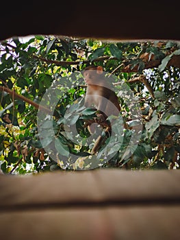 A cute Mokey Shot from a Blocked Window in Guwahati Assam with Selective Focus photo