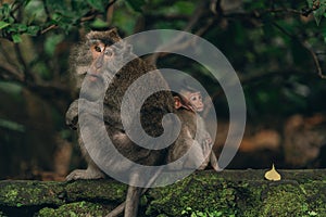 Cute mom monkey with little baby sitting back to back