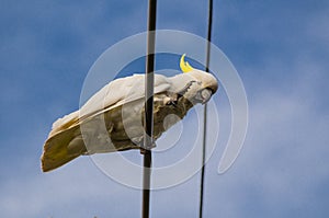 Cute moment of cockatoo bird on the powerline with blue sky at the background.