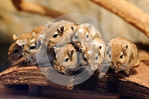 Cute Mongolian gerbil family