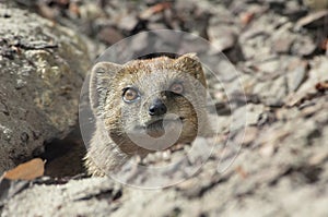 Cute mongoose