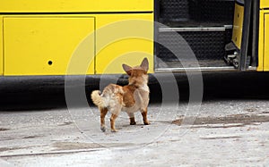 Cute mongrel dog and the bus