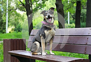 Cute mongrel dog in a collar sits on a bench in a city park