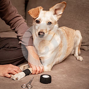 Cute mongrel dog has a leg injury, woman bandaging a paw at home