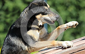 Cute mongrel dog waving its paw on a natural background