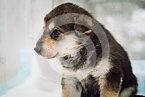 Cute mongrel puppy with blue eyes, profile