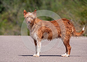 A cute mongrel in spring, algarve, portugal.