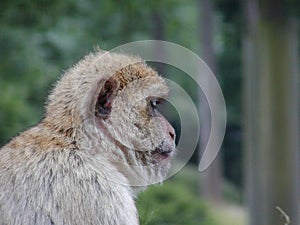Cute monkey photo