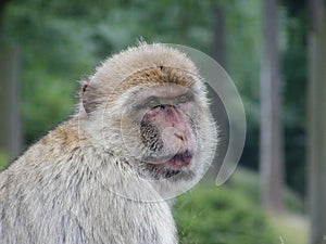 Cute monkey photo