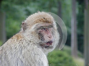 Cute monkey