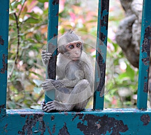Cute Monkey photo