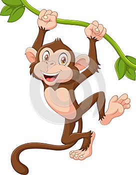 Cute monkey animal hanging on a vine